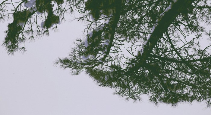 Pine tree branches covered in snow against a pale sky