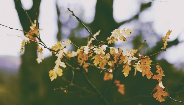 Autumn oak leaves on a branch