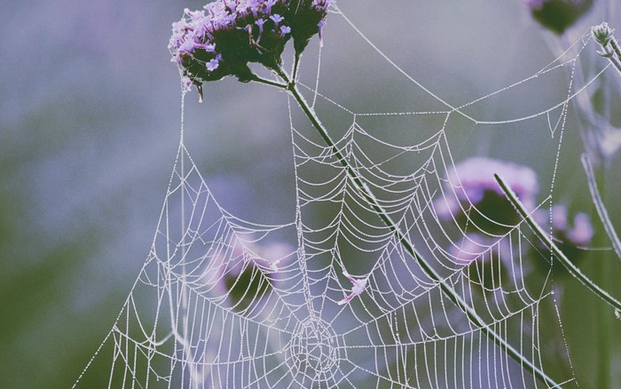 Spider web with dew drops on a flower