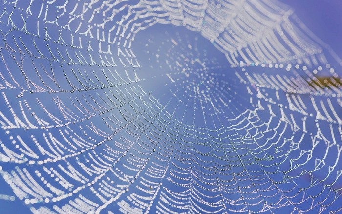 Close-up of a dew-covered spider web against a blue sky