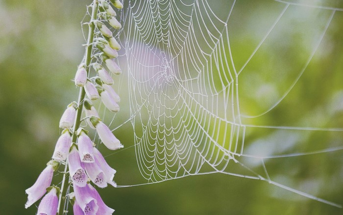 Dew-covered spider web on foxglove flowers