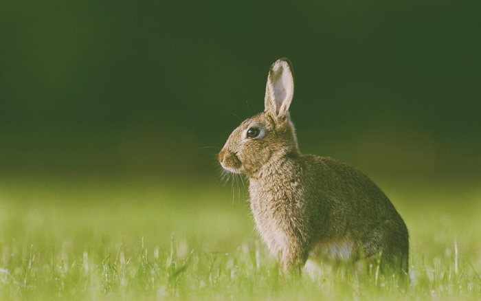 A rabbit sits in green grass