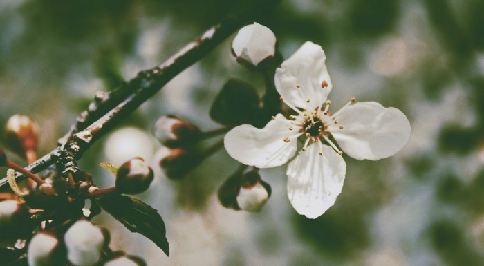 White cherry blossom flower on a branch