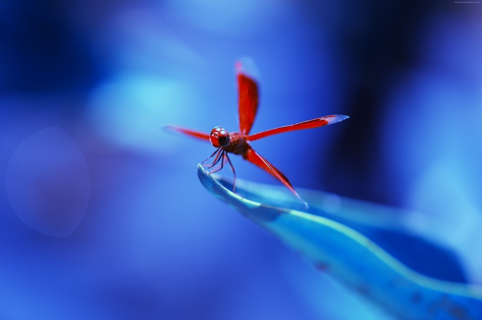 Red dragonfly on a blue leaf