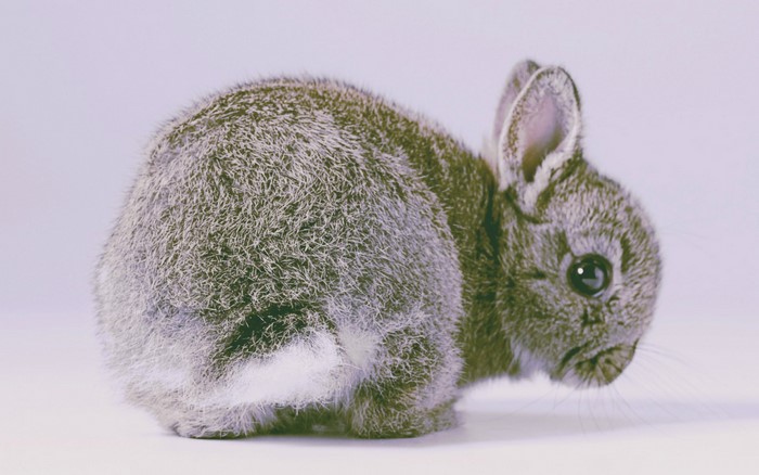 A small grey rabbit with white markings