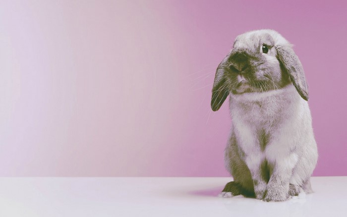 A lop-eared rabbit sits on a white surface against a pink background.