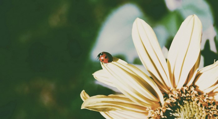 Ladybug on a yellow flower petal