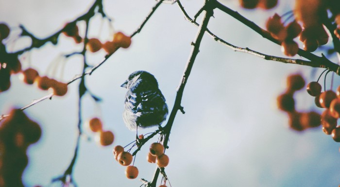 Bird perched on a branch with berries
