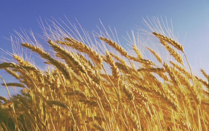 Golden Wheat Field Under Clear Blue Sky