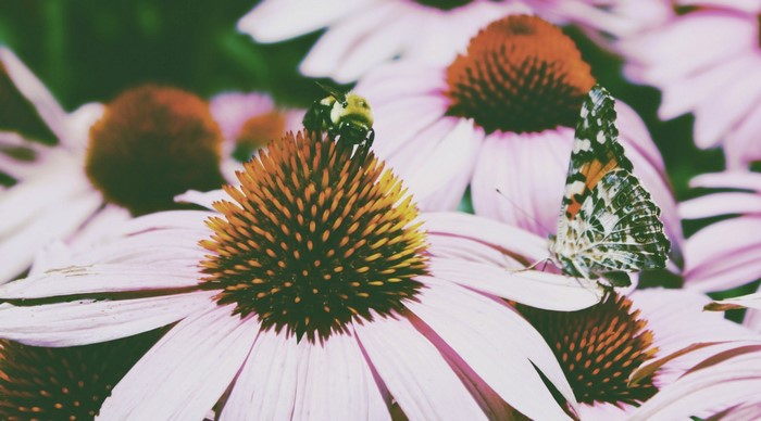 Bee and butterfly on coneflowers