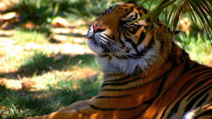 Tiger resting in the shade of palm leaves