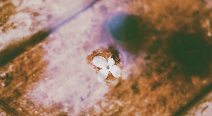 A single white flower floats on water