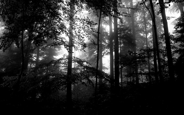 Monochrome forest with sunlight and mist