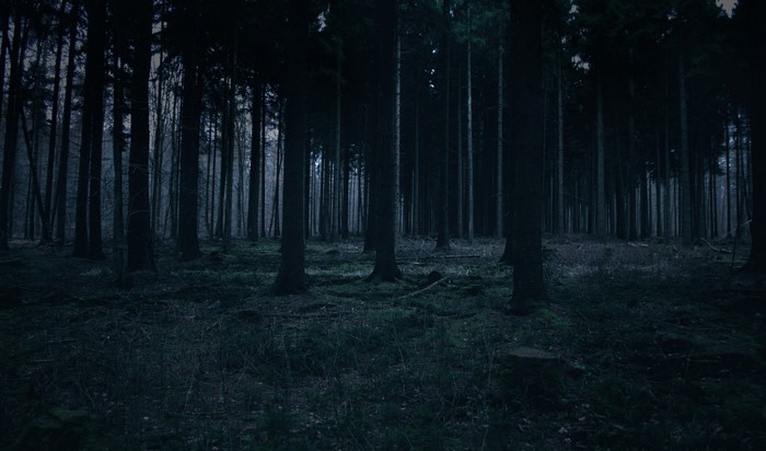 Dark forest with tall trees and mossy ground