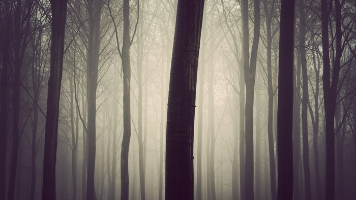 Misty forest with tall trees and sunlight