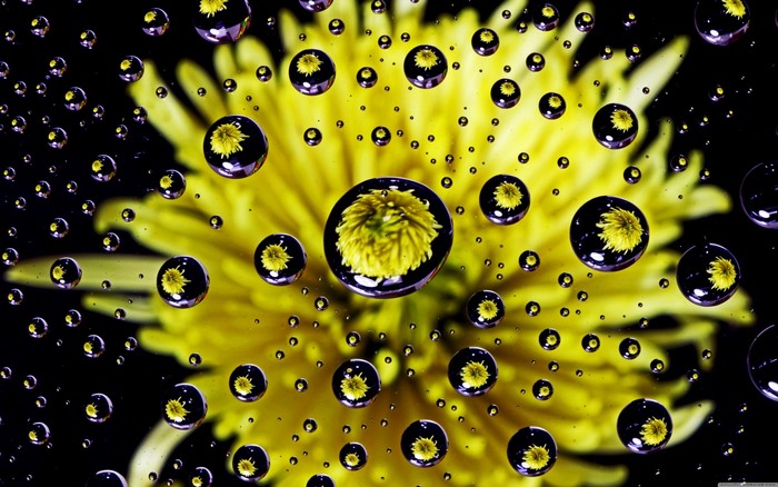 Yellow flower with water drops reflection