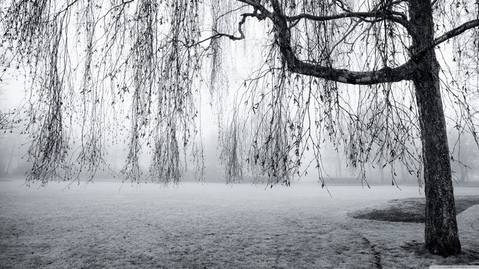 Monochrome winter scene with weeping willow tree and mist