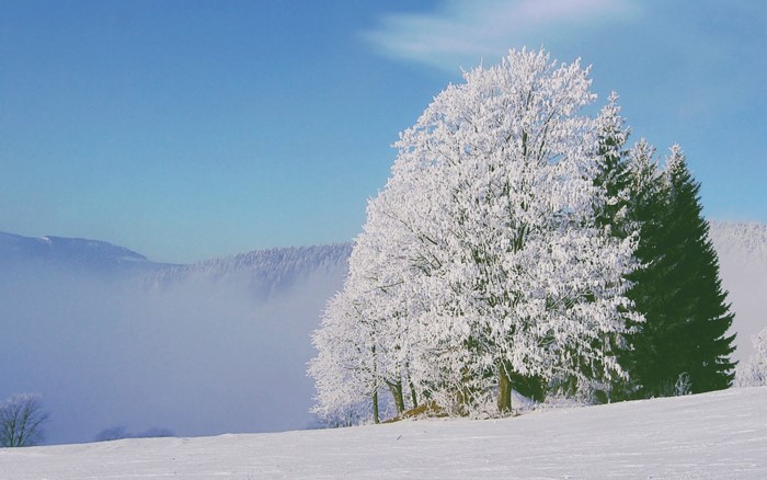 Snow-covered trees in a winter landscape with mountains