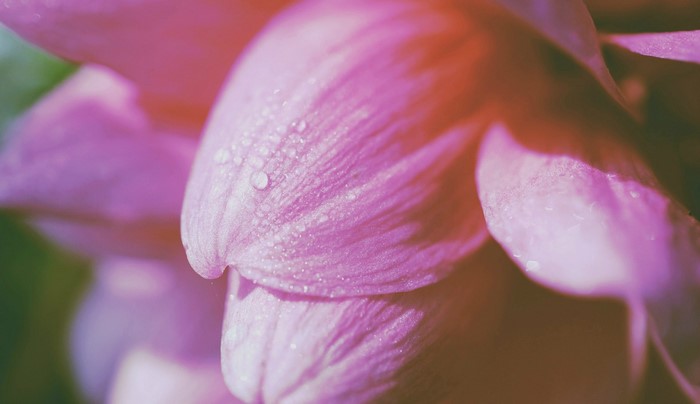 Close-up of pink flower petals with water droplets