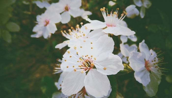 Close-up of white cherry blossoms with yellow stamens