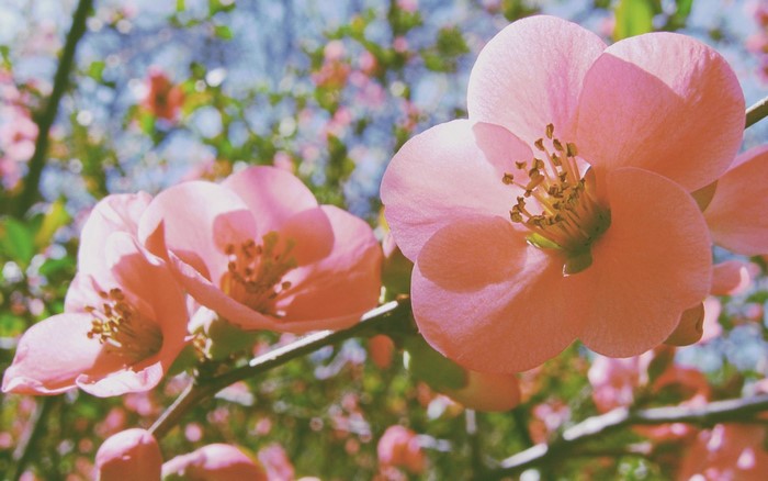 Pink quince flowers on a branch