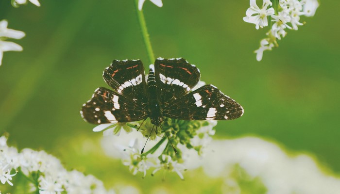 A dark butterfly with white spots rests on a white flower.
