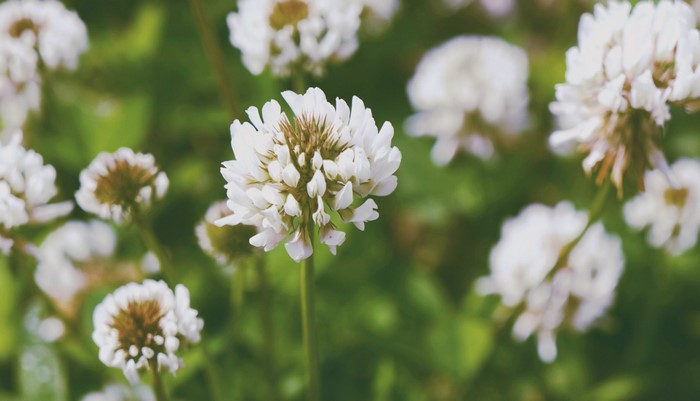 Close-up of white clover flowers in green foliage