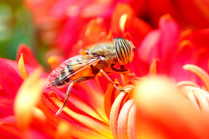 Hoverfly on a red flower