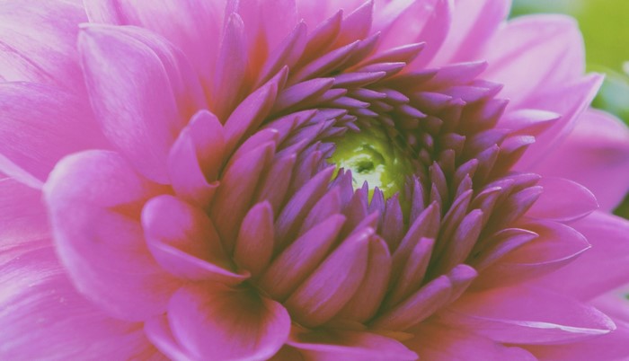 Close up of a pink dahlia flower