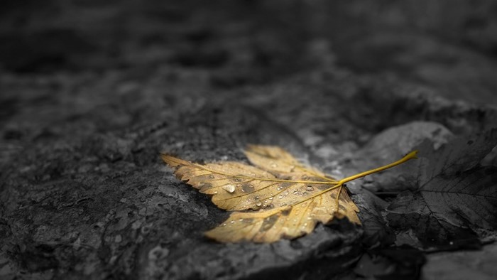 Yellow maple leaf with water drops on dark stone