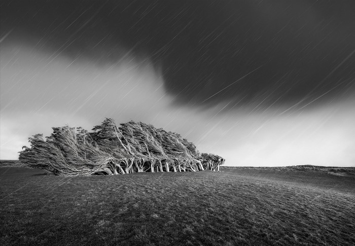 Bent trees in a storm with rain