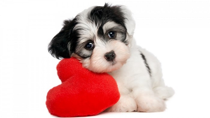 Adorable Puppy with Red Heart Pillow