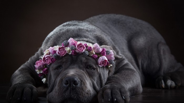 A Neapolitan Mastiff dog wearing a flower crown