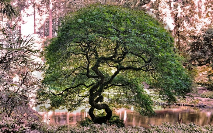 Twisted Japanese Maple Tree by a Pond in a Forest Garden