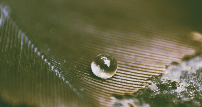 Macro shot of a water drop on a feather