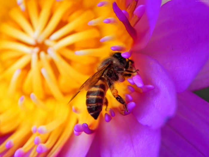 Bee on a purple and yellow lotus flower 4K