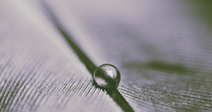 Macro shot of a water drop on a feather
