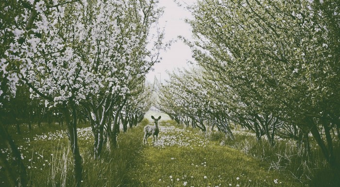 Deer in a blooming orchard with white flowers