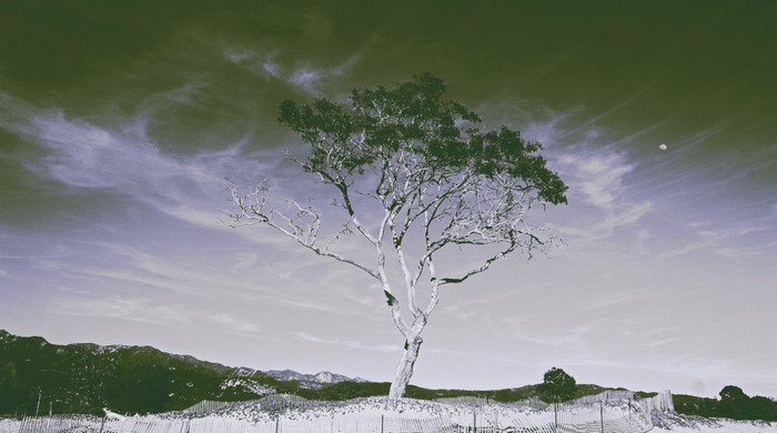 Tree on a sandy dune with mountains and moon