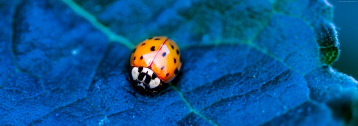 Orange ladybug on a blue leaf