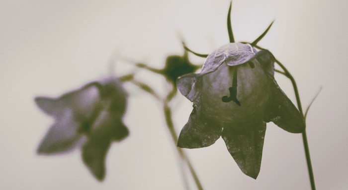 Close-up of two bell-shaped flowers