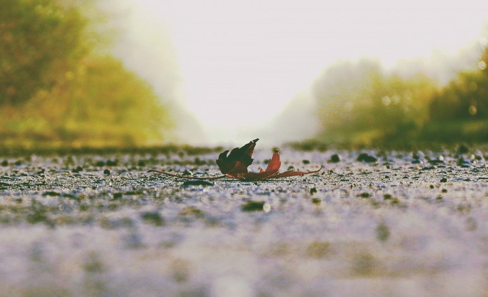 A lone red leaf on a wet path in autumn fog