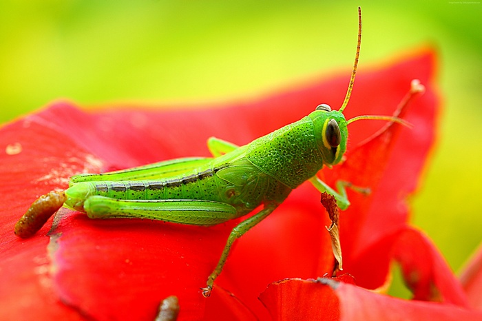 Green grasshopper on a red flower petal