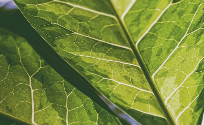 Close-up of green leaves with prominent veins