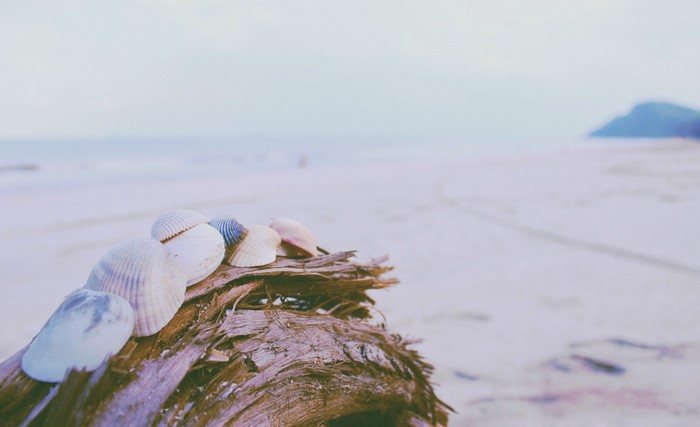 Seashells on driftwood at a beach