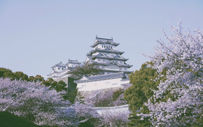 Himeji Castle surrounded by cherry blossoms in spring