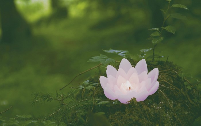 Pink lotus flower candle on mossy ground
