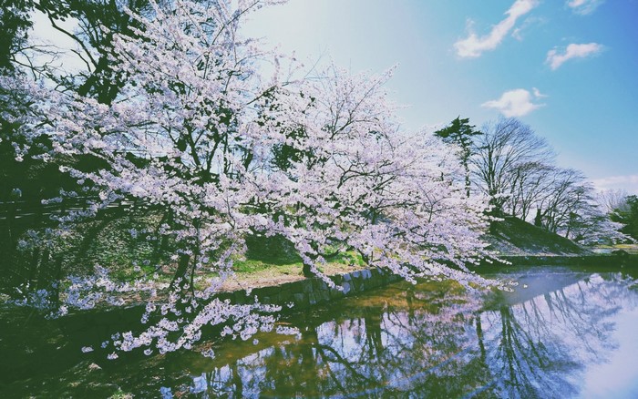 Cherry blossoms reflect in a pond under a blue sky