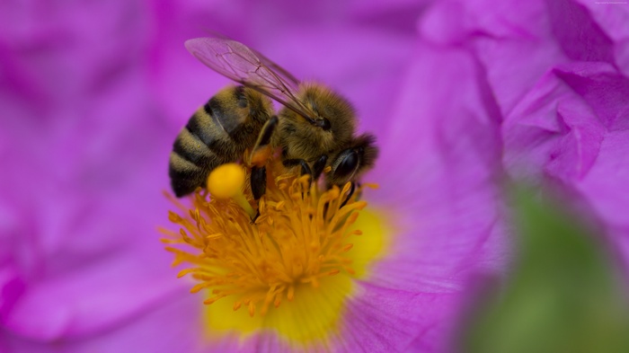 Bee collecting pollen from a purple flower