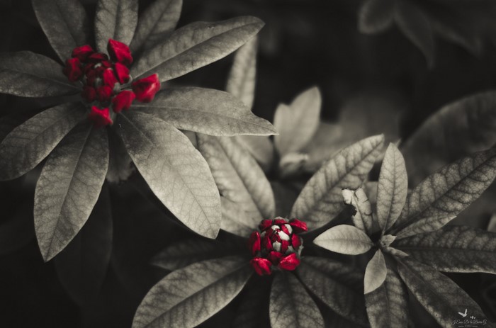 Red flower buds on a plant with dark leaves